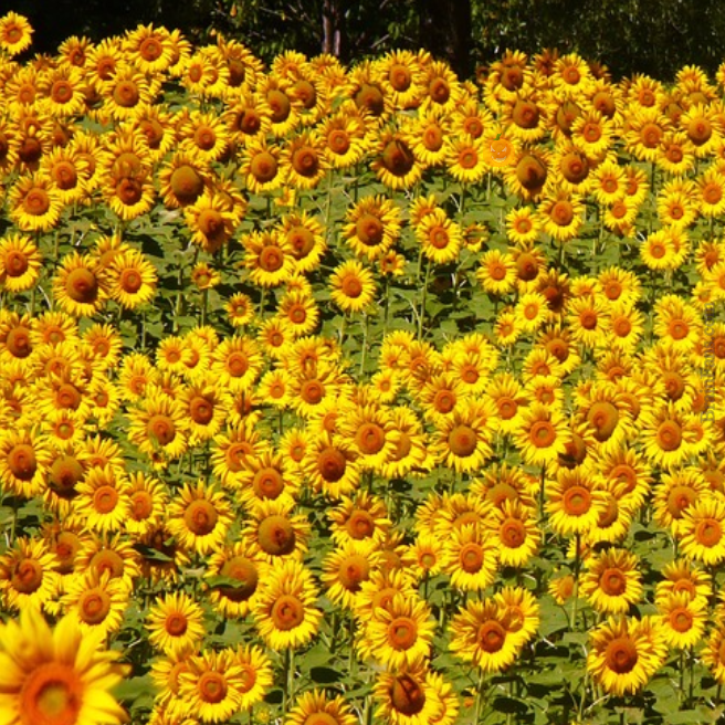 Brain teaser - Picture Logic Puzzle - Sunflower field - Can you find a hidden pumpkin in the sunflower field?
